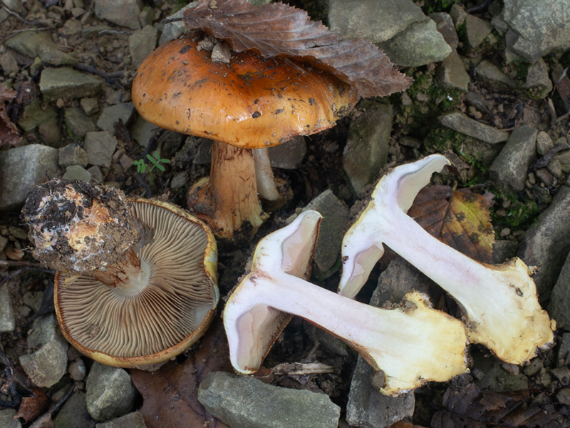 Cortinarius bergeronii
